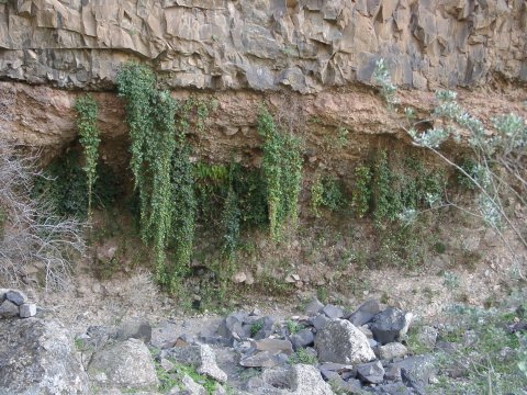 im Barranco del Juncal (934m): es existiert ein kleiner Bach und sofort gibt es Gruenpflanzen