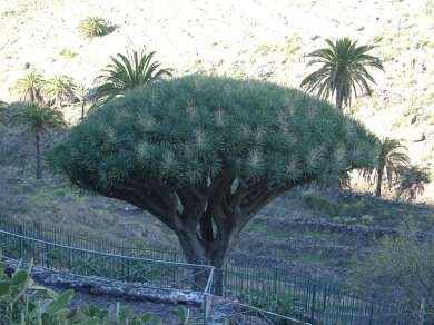 Drachenbaum von Agalan (bei Imada) ganz nah