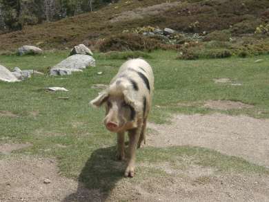 Col de Vergio (1484m): zahmes Schwein